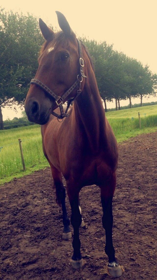 Tysk Oldenburger Terra X billede 3