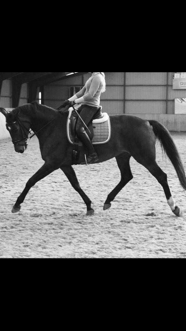Tysk Oldenburger Terra X - T med tidligere ejer billede 1