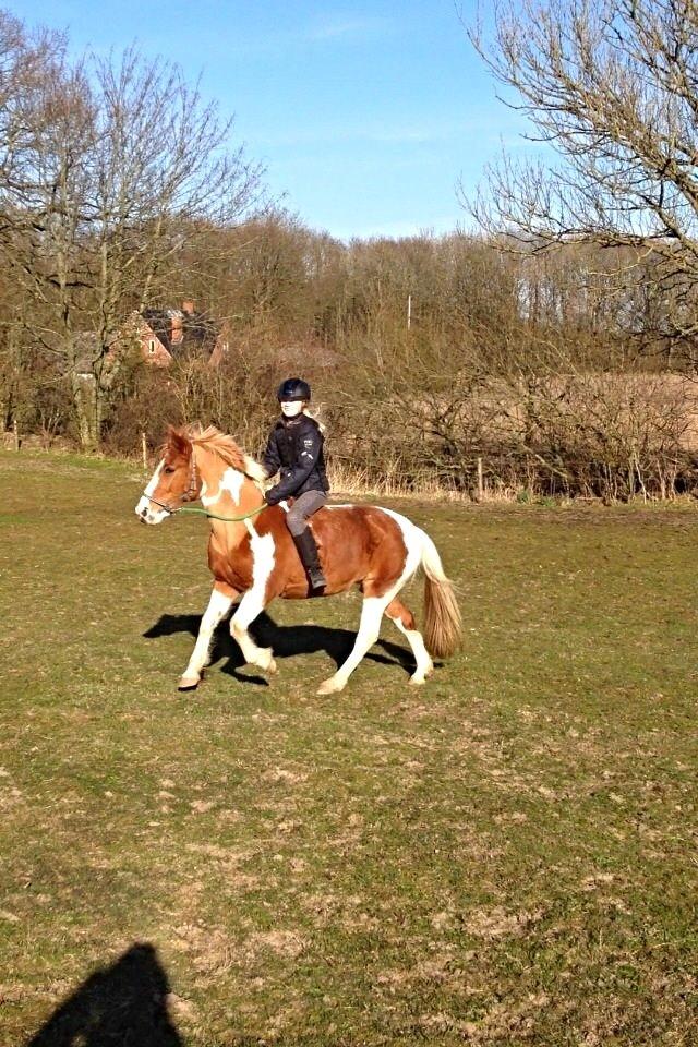 Pinto Prinsesse Chila - Galop uden sadel og hovedtøj! billede 8