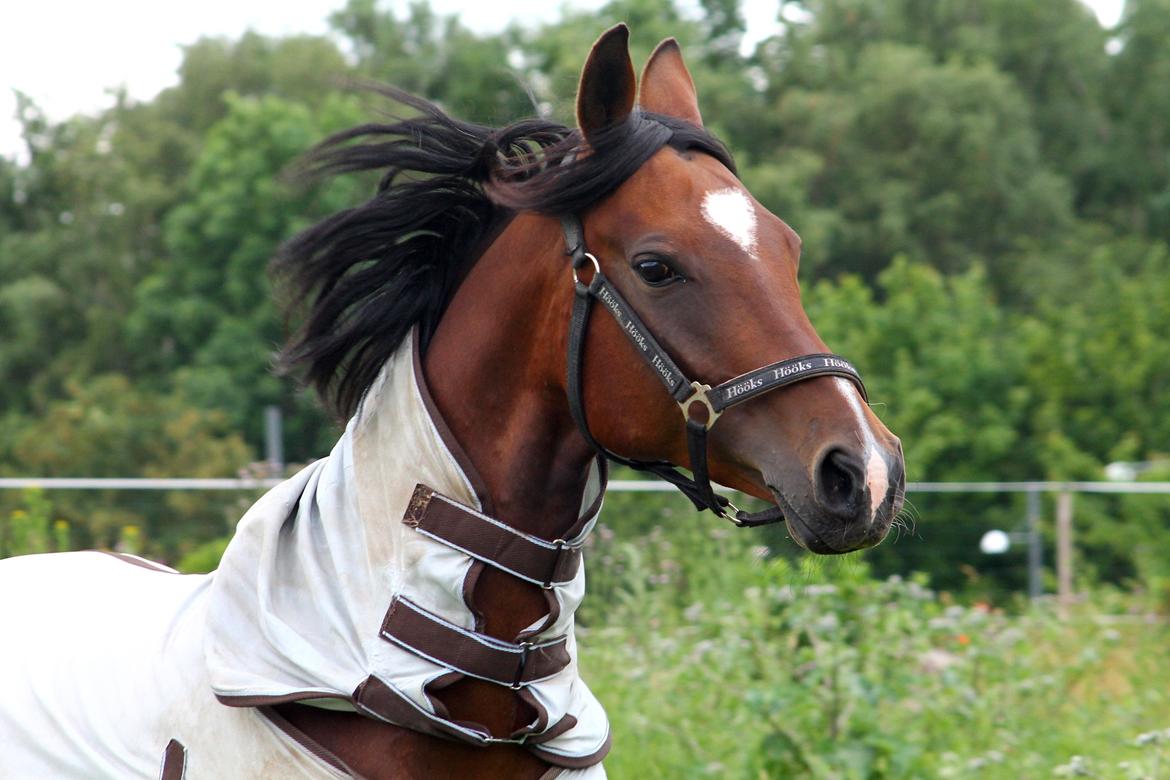 Pinto Araber Højgårds Quesada - Dagen Q kom <3 - taget af mig selv billede 19