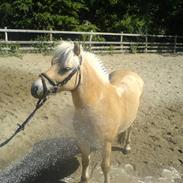 Fjordhest Lynggaardens 'Bjarke