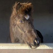 Islænder Galsi frà Eskiholti II