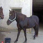 Islænder Galsi frà Eskiholti II