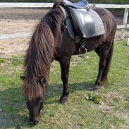 Islænder Galsi frà Eskiholti II