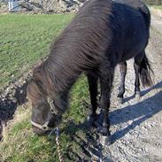 Islænder Galsi frà Eskiholti II