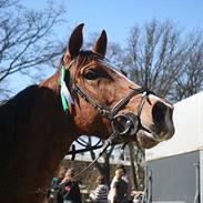 Dansk Varmblod Oskar