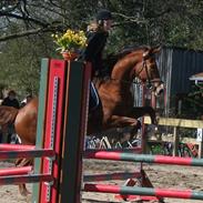 Dansk Varmblod Oskar