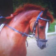 Welsh Pony (sec B) Lykkes chester<33