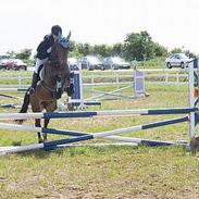 Dansk Varmblod Stjer´cerre AH