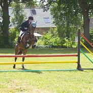 Dansk Varmblod Stjer´cerre AH