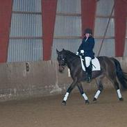 Dansk Varmblod Stjer´cerre AH