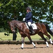 Dansk Varmblod Stjer´cerre AH