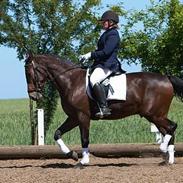 Dansk Varmblod Stjer´cerre AH