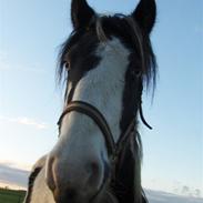 Irish Cob Arwen Irish Aloud