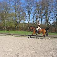 Dansk Varmblod Munks Berdo *Solgt*