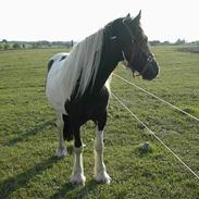 Irish Cob Aicha Surprise