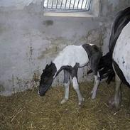 Irish Cob Aicha Surprise