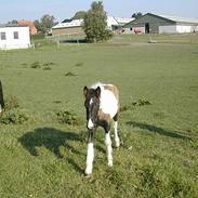 Irish Cob Aicha Surprise