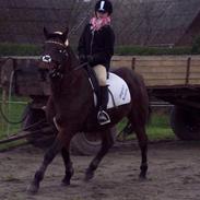 DSP Jægerbo´s Nicolette