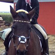 DSP Jægerbo´s Nicolette