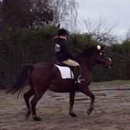 DSP Jægerbo´s Nicolette