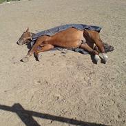 Oldenborg Simply Red