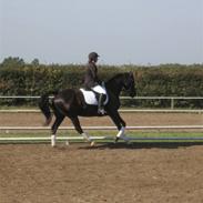 Anden særlig race Samson