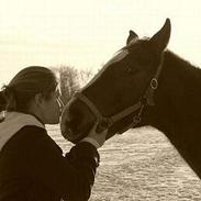 Dansk Varmblod Dynamit