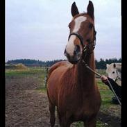 Dansk Varmblod Dynamit