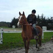 Dansk Varmblod Dynamit