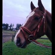 Dansk Varmblod Dynamit