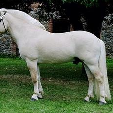 Fjordhest Højgaards Bacardi Solgt