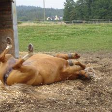 Palomino Golden Charisma RIP