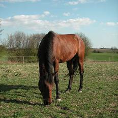 Anden særlig race Zargo