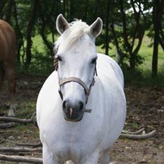 Anden særlig race Hobit - SOLGT