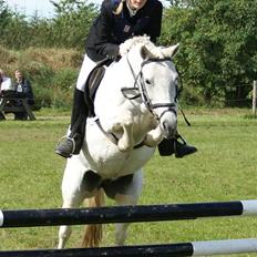 Anden særlig race Hobit - SOLGT