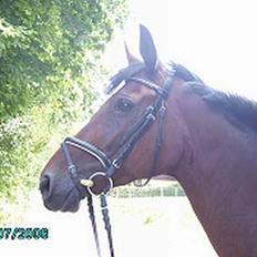 Oldenborg Møllevangs Felicia