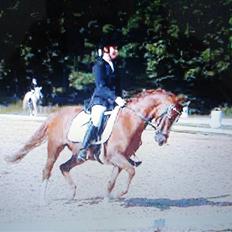 Welsh Pony (sec B) Lykkes chester<33