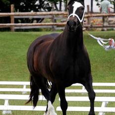 Welsh Cob (sec D) Merlen Puffin