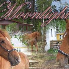 Anden særlig race Nørregaards Moonlight-Død