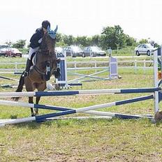 Dansk Varmblod Stjer´cerre AH