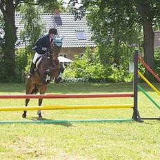 Dansk Varmblod Stjer´cerre AH