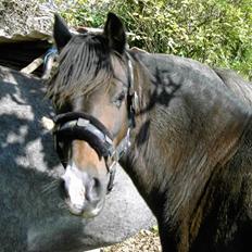 Hollandsk Sportspony Marleen * Solgt*