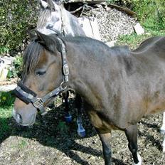 Hollandsk Sportspony Marleen * Solgt*