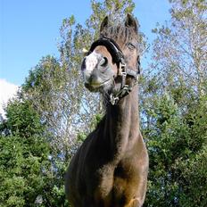 Hollandsk Sportspony Marleen * Solgt*