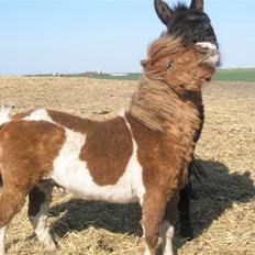 Shetlænder max (solgt9