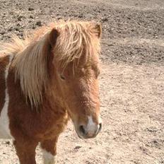 Shetlænder max (solgt9