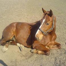 Hollandsk Varmblod OLEANDER - udf. frabedes!
