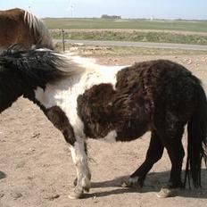 Shetlænder bella (solgt)