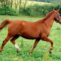 Hollandsk Varmblod OLEANDER - udf. frabedes!